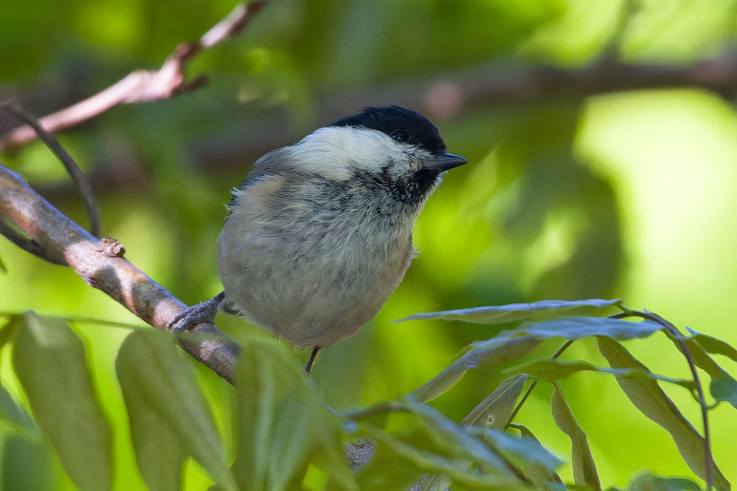 Canon EOS 60D + TAMRON SP 150-600mm F/5-6.3 Di VC USD (A011) and DxO PureRAW 3