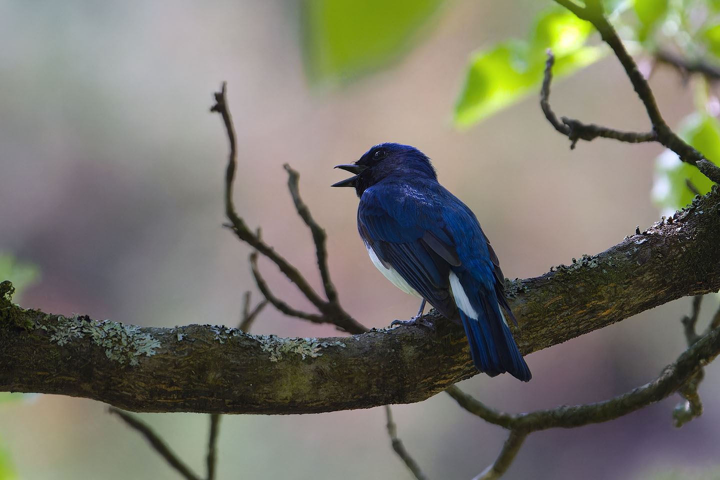 Canon EOS 60D + TAMRON SP 150-600mm F/5-6.3 Di VC USD (A011) and DxO PureRAW 3