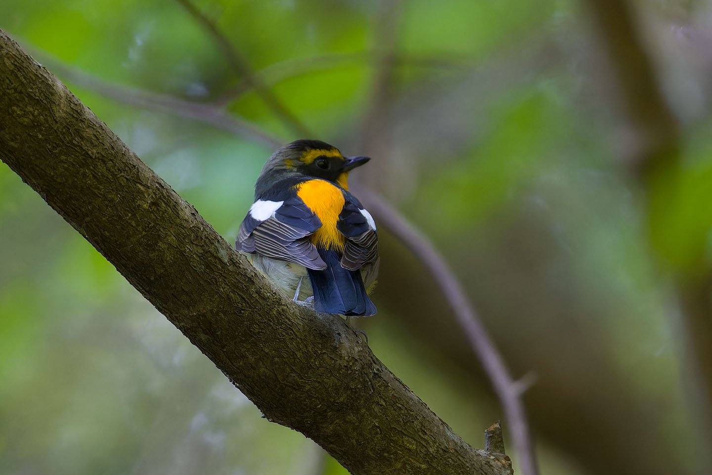 Canon EOS 60D + TAMRON SP 150-600mm F/5-6.3 Di VC USD (A011) and DxO PureRAW 3