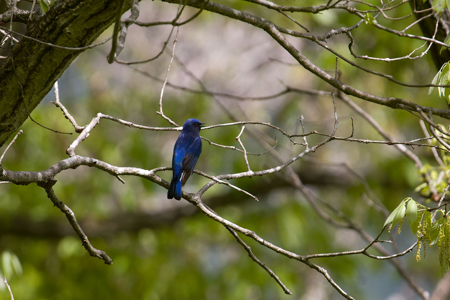 Canon EOS 60D + TAMRON SP 150-600mm F/5-6.3 Di VC USD (A011) and DxO PureRAW 3