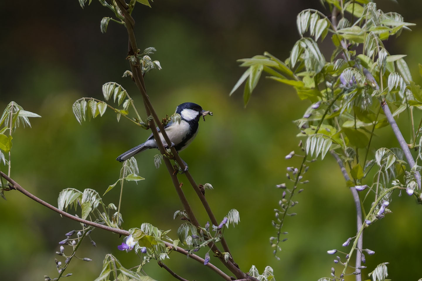 Canon EOS 60D + TAMRON SP 150-600mm F/5-6.3 Di VC USD (A011) and DxO PureRAW 3