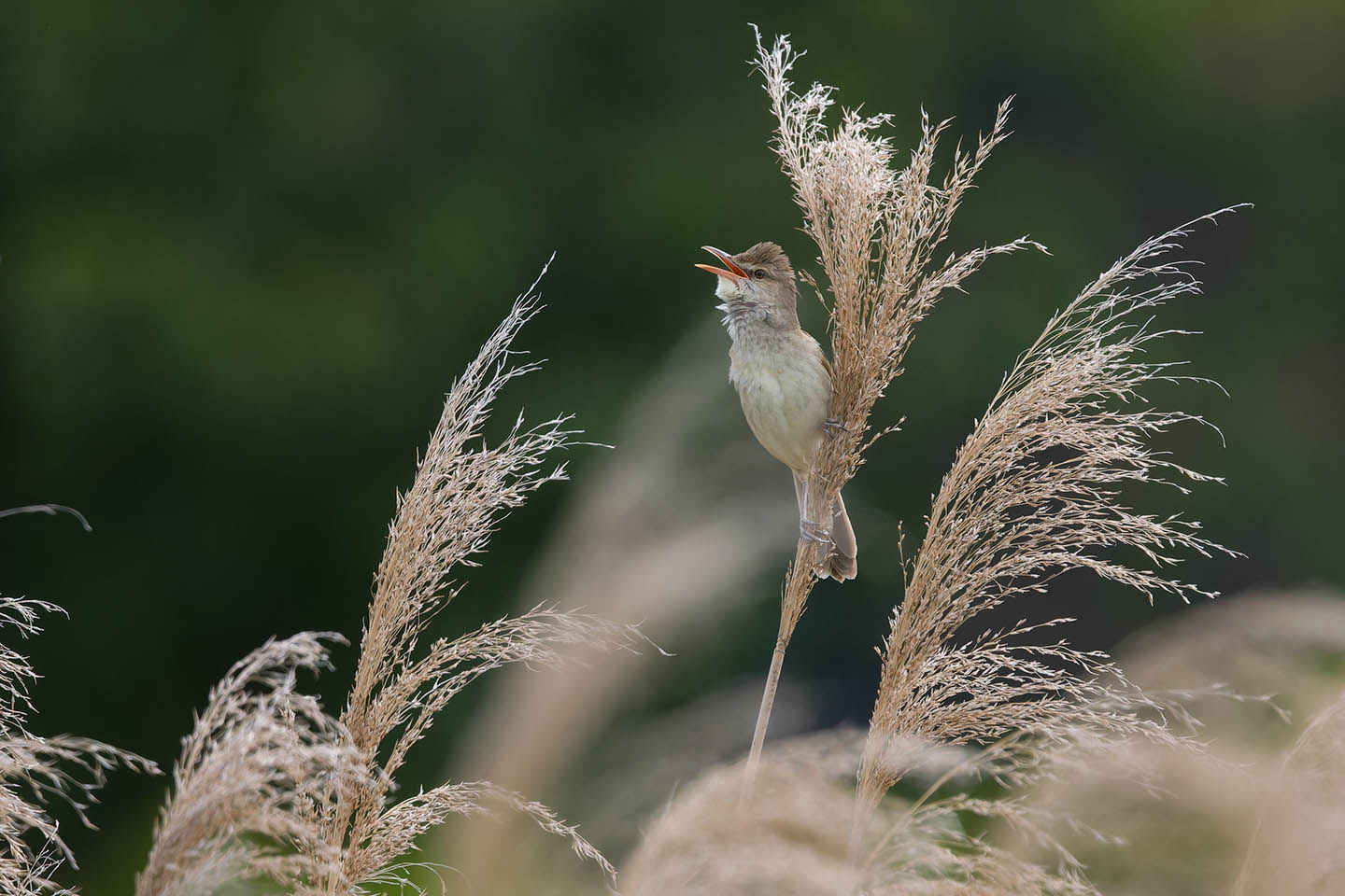 Canon EOS 60D + TAMRON SP 150-600mm F/5-6.3 Di VC USD (A011) and DxO PureRAW 3