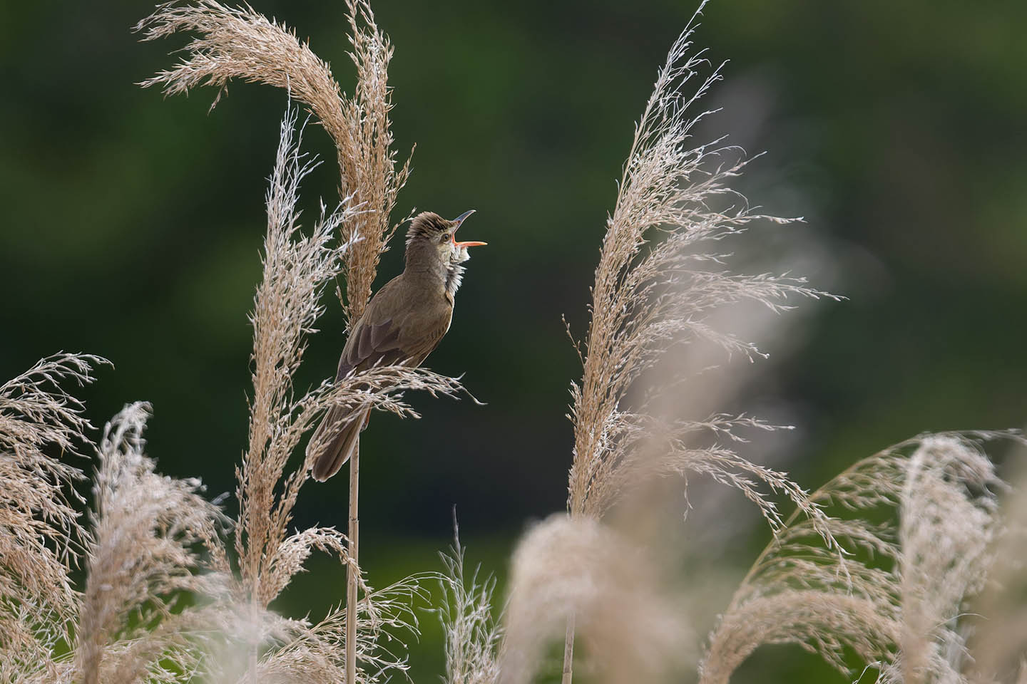 Canon EOS 60D + TAMRON SP 150-600mm F/5-6.3 Di VC USD (A011) and DxO PureRAW 3