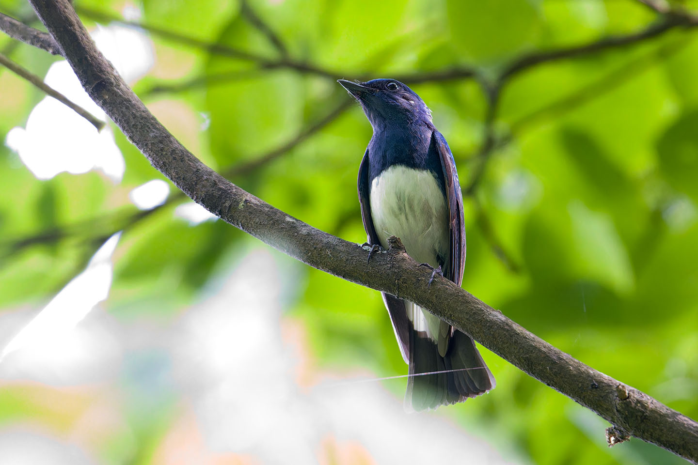 Canon EOS 6D + TAMRON SP 150-600mm F/5-6.3 Di VC USD (A011) and DxO PureRAW 3