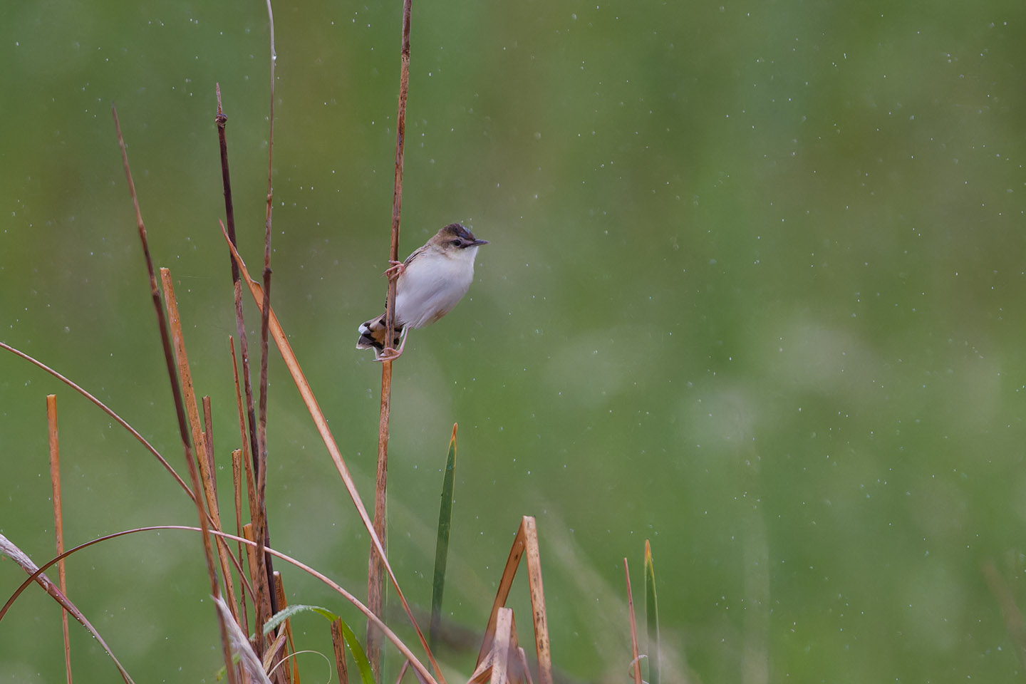 Canon EOS 60D + TAMRON SP 150-600mm F/5-6.3 Di VC USD (A011) and DxO PureRAW 3