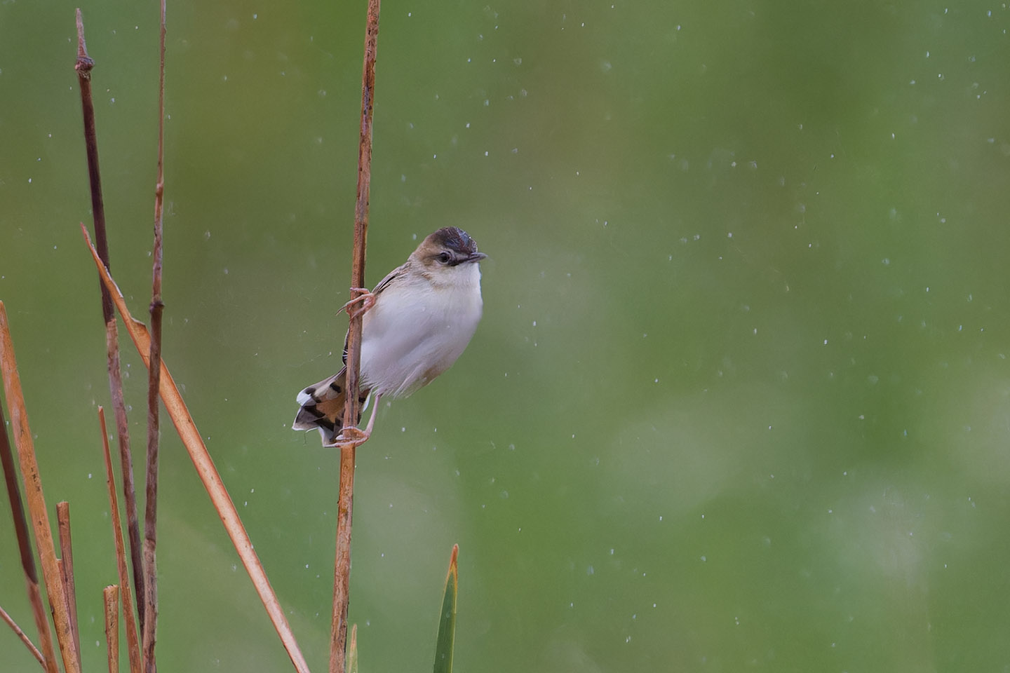 Canon EOS 60D + TAMRON SP 150-600mm F/5-6.3 Di VC USD (A011) and DxO PureRAW 3
