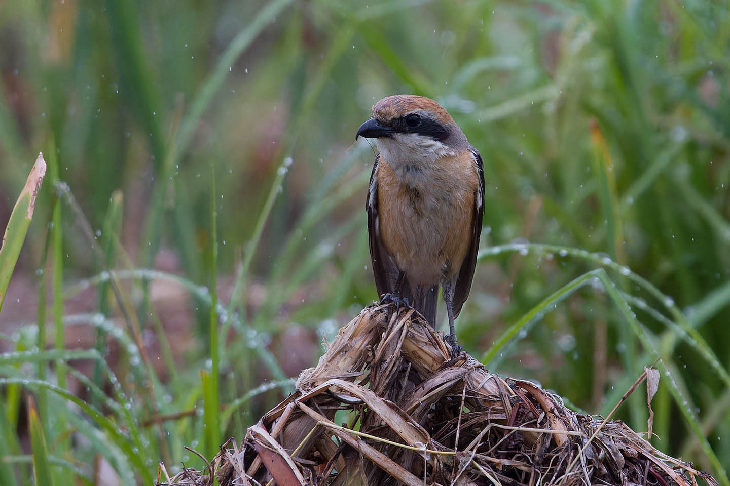 Canon EOS 60D + TAMRON SP 150-600mm F/5-6.3 Di VC USD (A011) and DxO PureRAW 3