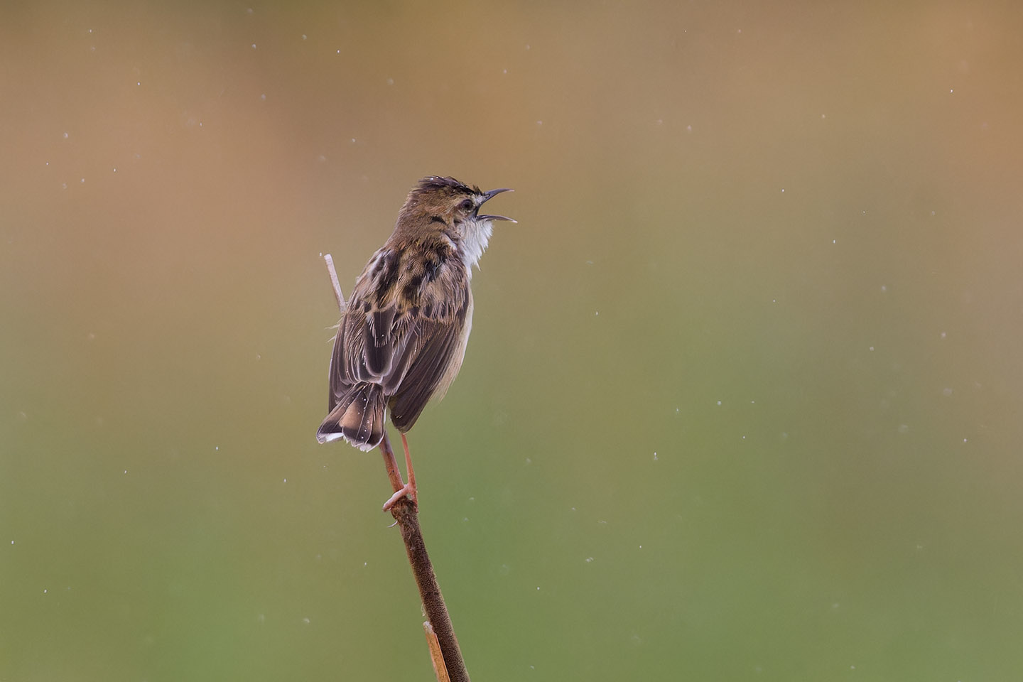 Canon EOS 60D + TAMRON SP 150-600mm F/5-6.3 Di VC USD (A011) and DxO PureRAW 3