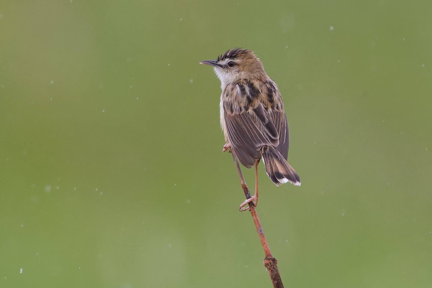 Canon EOS 60D + TAMRON SP 150-600mm F/5-6.3 Di VC USD (A011) and DxO PureRAW 3