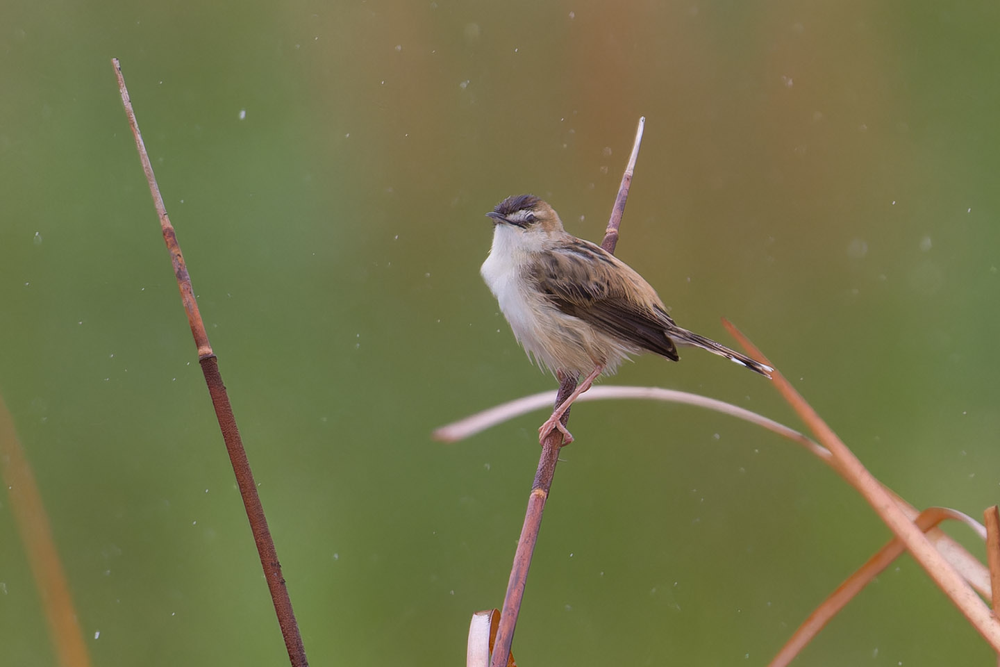 Canon EOS 60D + TAMRON SP 150-600mm F/5-6.3 Di VC USD (A011) and DxO PureRAW 3