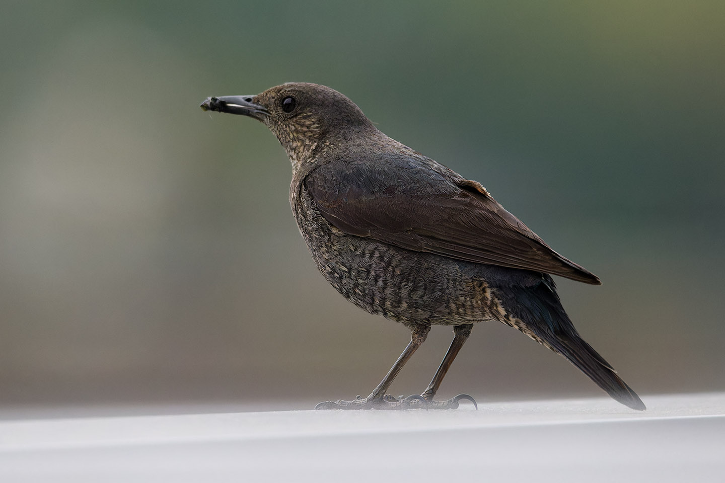 Canon EOS 6D + TAMRON SP 150-600mm F/5-6.3 Di VC USD (A011) and DxO PureRAW 3