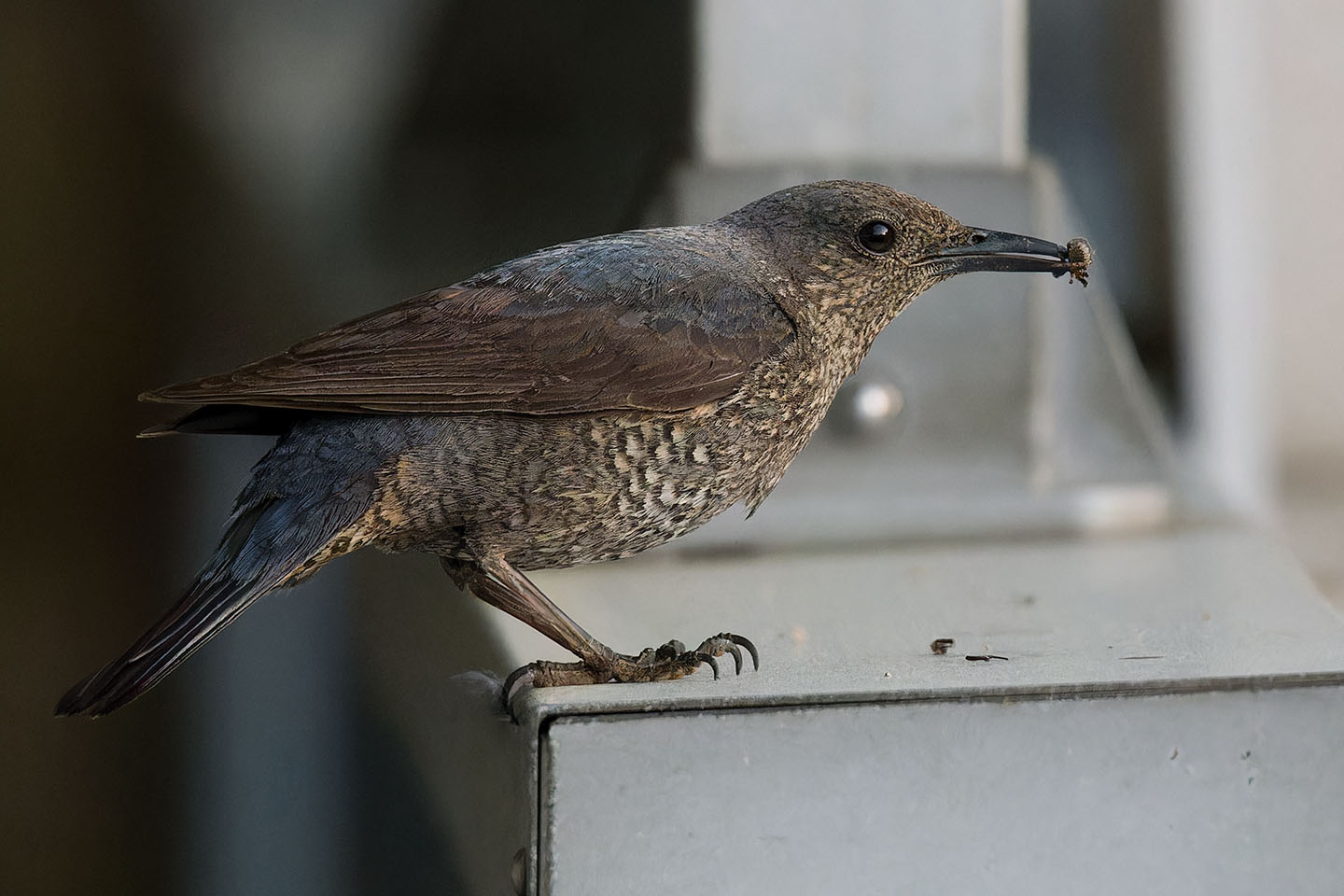Canon EOS 6D + TAMRON SP 150-600mm F/5-6.3 Di VC USD (A011) and DxO PureRAW 3