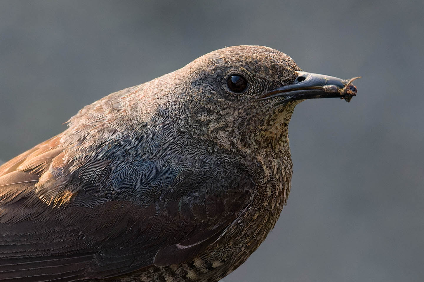 Canon EOS 6D + TAMRON SP 150-600mm F/5-6.3 Di VC USD (A011) and DxO PureRAW 3