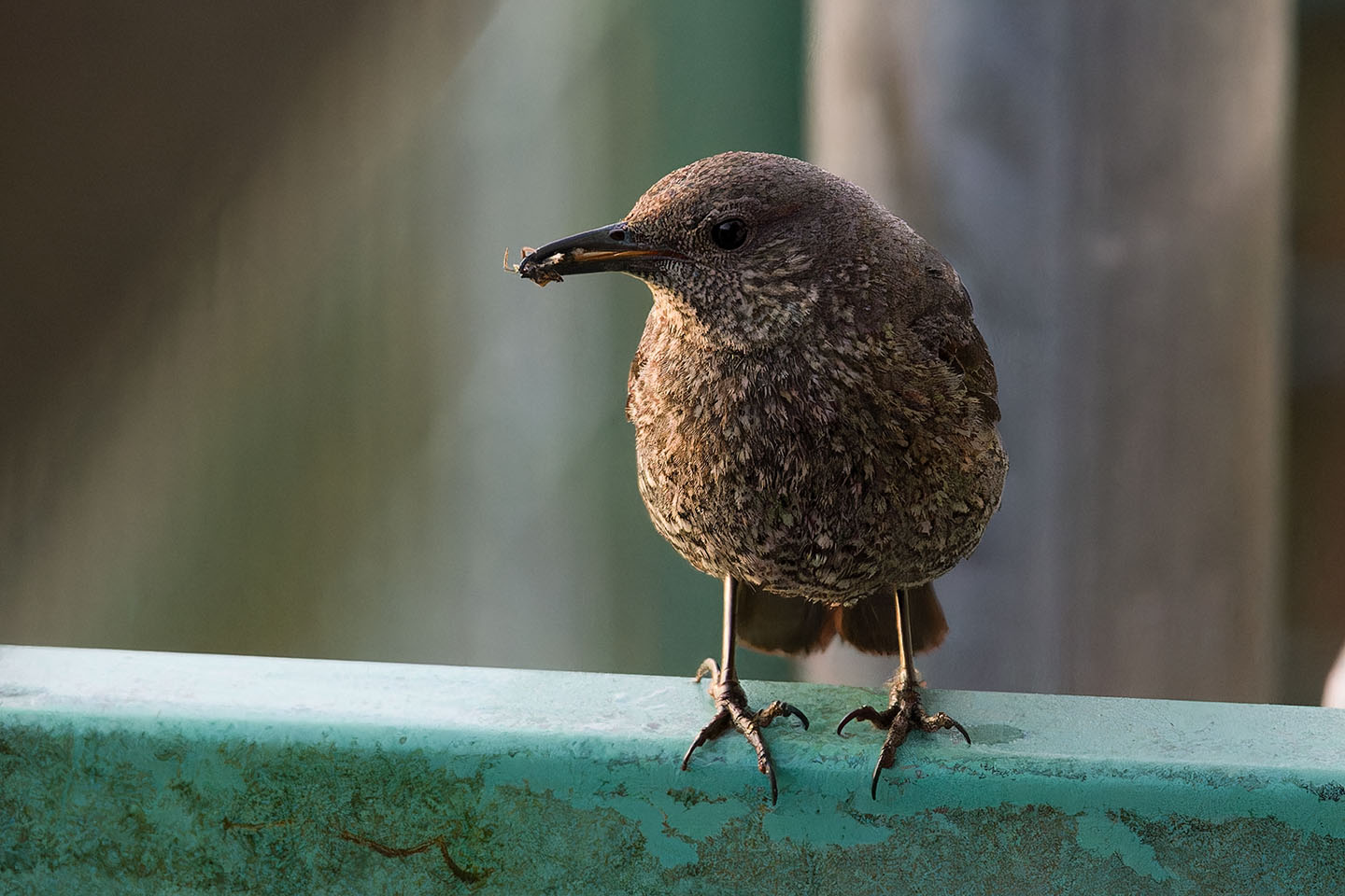 Canon EOS 6D + TAMRON SP 150-600mm F/5-6.3 Di VC USD (A011) and DxO PureRAW 3