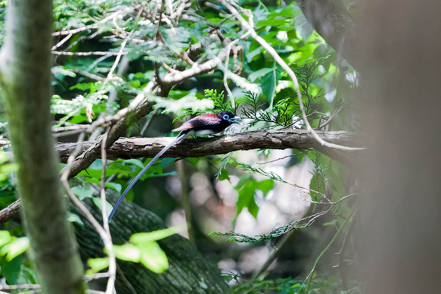 Canon EOS 6D + TAMRON SP 150-600mm F/5-6.3 Di VC USD (A011) and DxO PureRAW 3