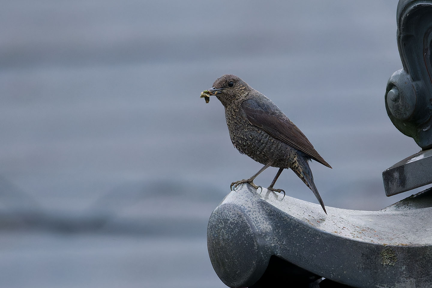 Canon EOS 6D + TAMRON SP 150-600mm F/5-6.3 Di VC USD (A011) and DxO PureRAW 3