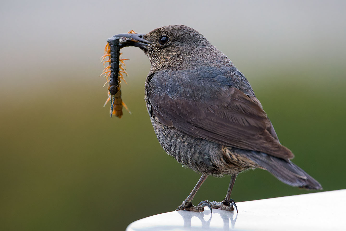 Canon EOS 6D + TAMRON SP 150-600mm F/5-6.3 Di VC USD (A011) and DxO PureRAW 3