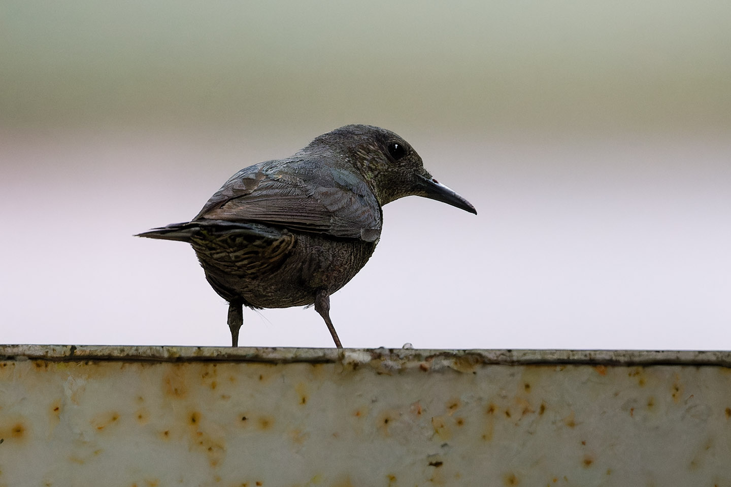 Canon EOS 6D + TAMRON SP 150-600mm F/5-6.3 Di VC USD (A011) and DxO PureRAW 3