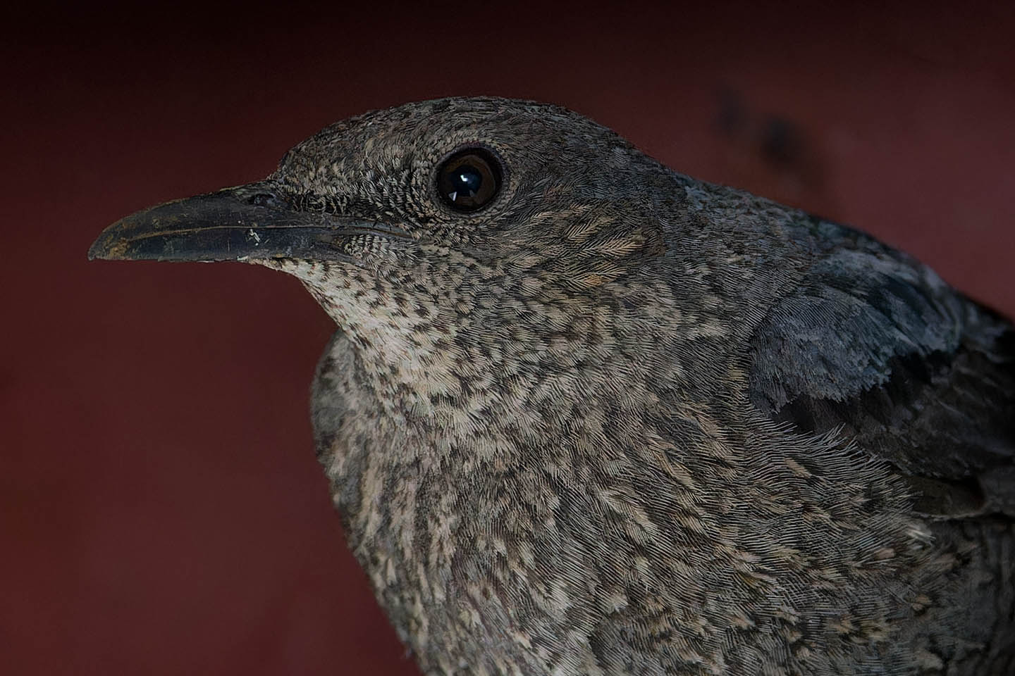 Canon EOS 6D + TAMRON SP 150-600mm F/5-6.3 Di VC USD (A011) and DxO PureRAW 3