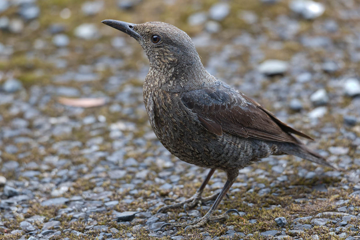Canon EOS 6D + TAMRON SP 150-600mm F/5-6.3 Di VC USD (A011) and DxO PureRAW 3