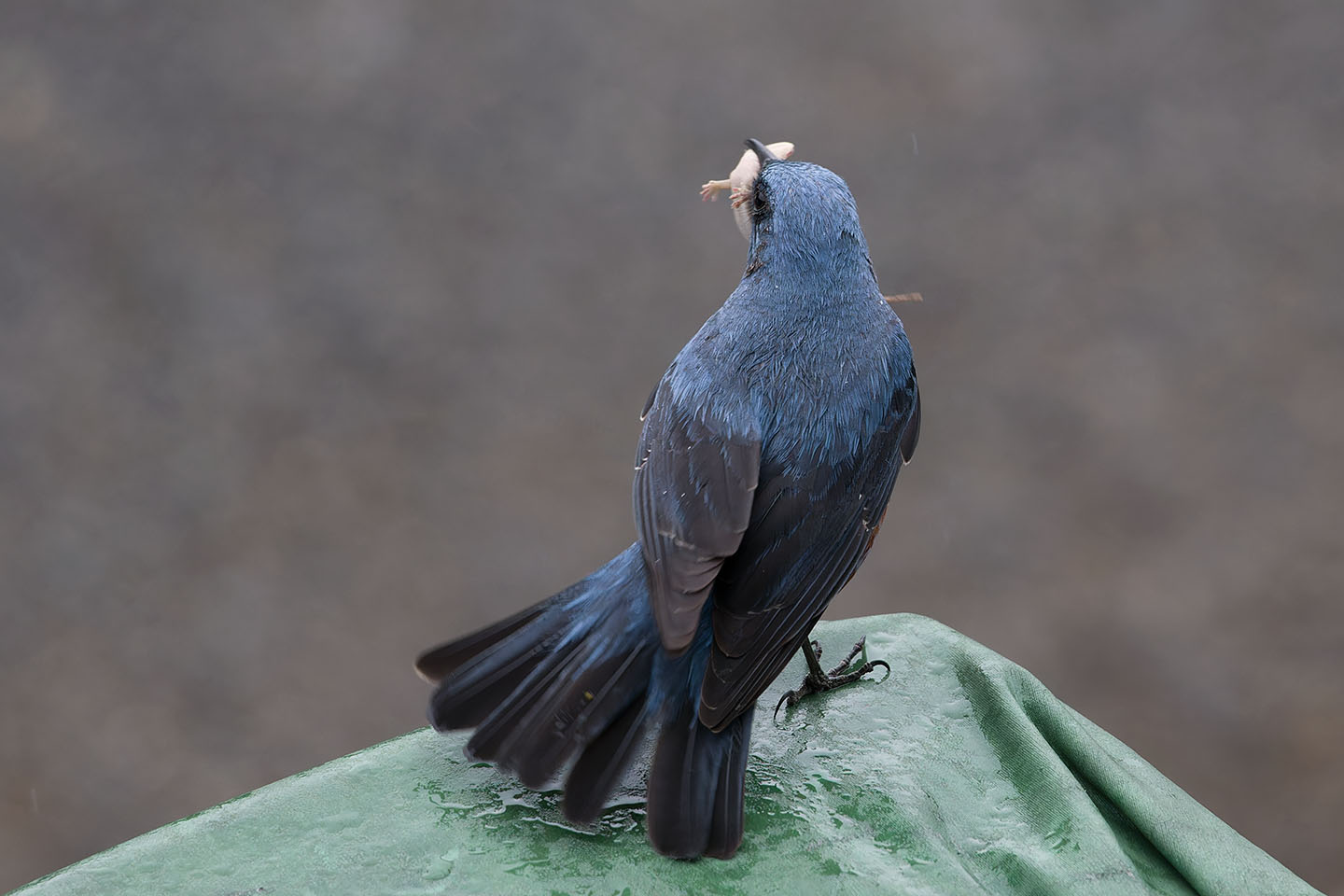 Canon EOS 6D + TAMRON SP 150-600mm F/5-6.3 Di VC USD (A011) and DxO PureRAW 3