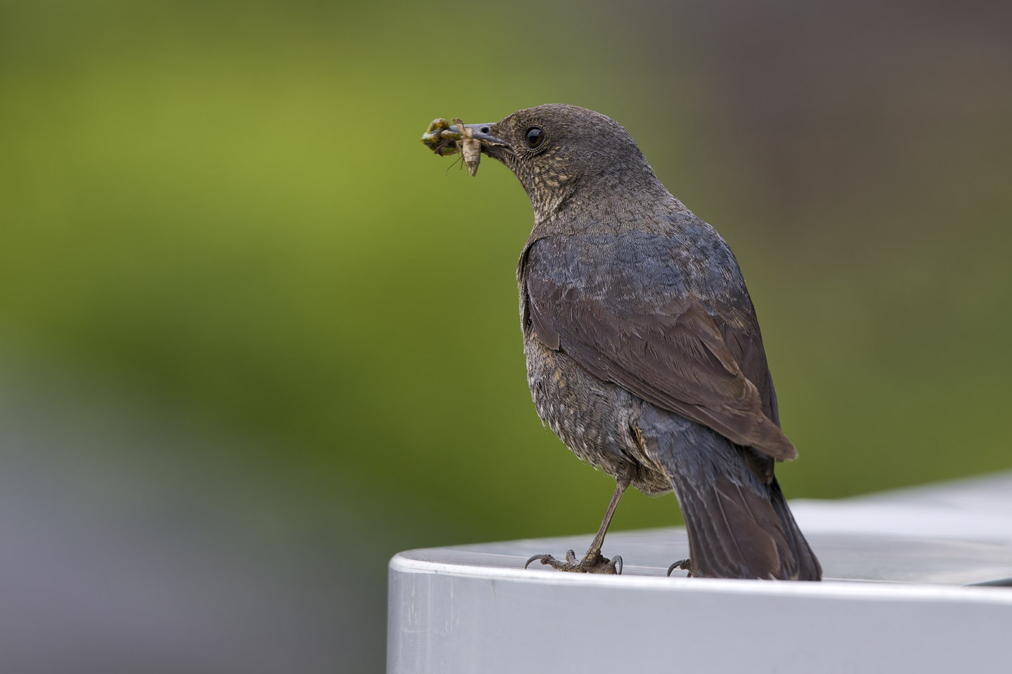 Canon EOS 6D + TAMRON SP 150-600mm F/5-6.3 Di VC USD (A011) and DxO PureRAW 3