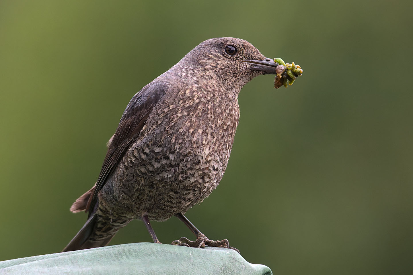 Canon EOS 6D + TAMRON SP 150-600mm F/5-6.3 Di VC USD (A011) and DxO PureRAW 3