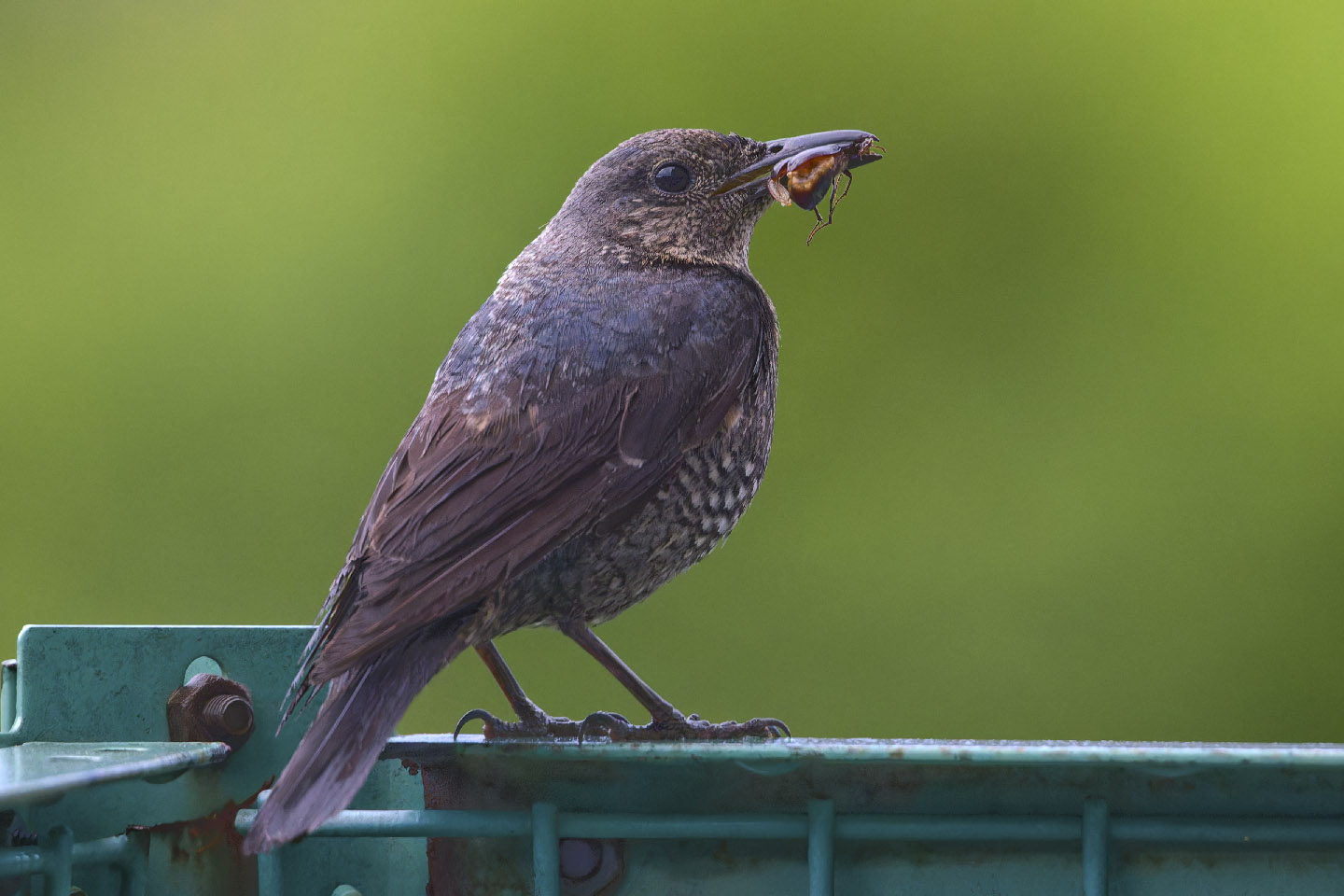Canon EOS 6D + TAMRON SP 150-600mm F/5-6.3 Di VC USD (A011) and DxO PureRAW 3