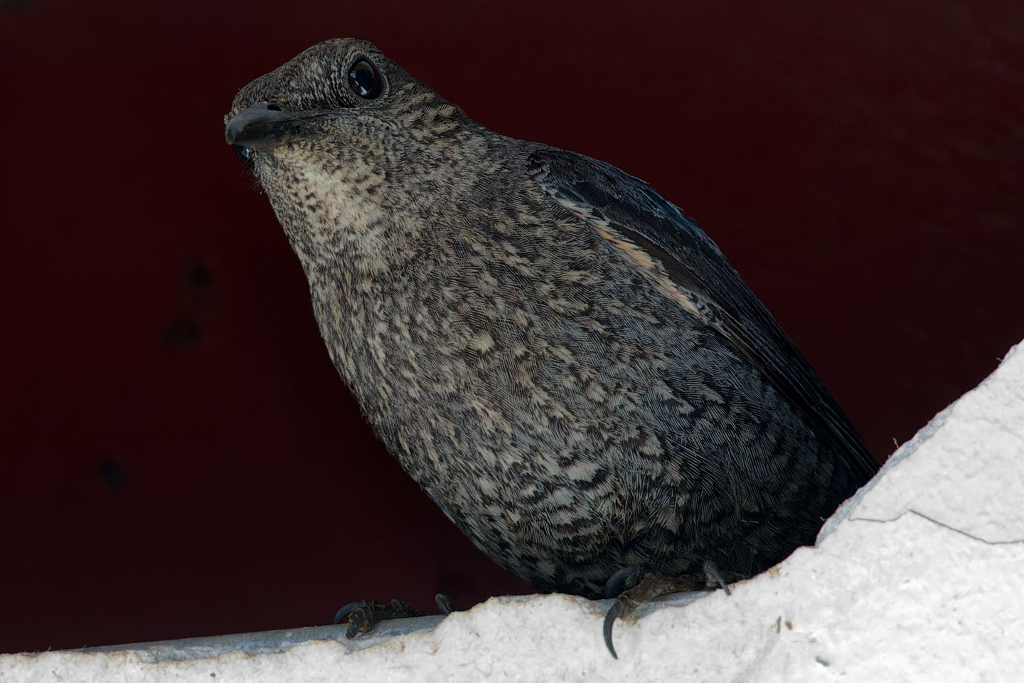 Canon EOS 6D + TAMRON SP 150-600mm F/5-6.3 Di VC USD (A011) and DxO PureRAW 3