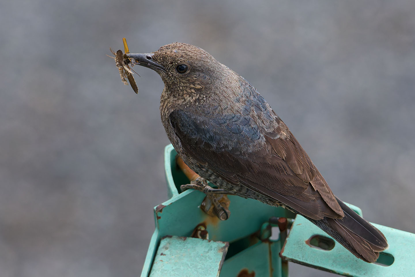 Canon EOS 6D + TAMRON SP 150-600mm F/5-6.3 Di VC USD (A011) and DxO PureRAW 3
