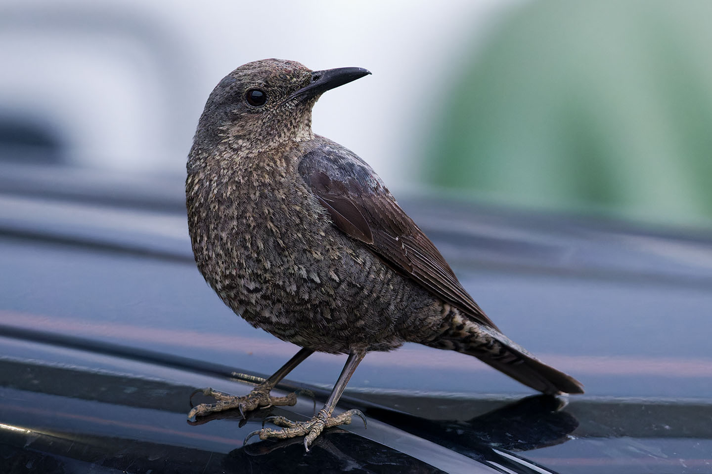 Canon EOS 6D + TAMRON SP 150-600mm F/5-6.3 Di VC USD (A011) and DxO PureRAW 3