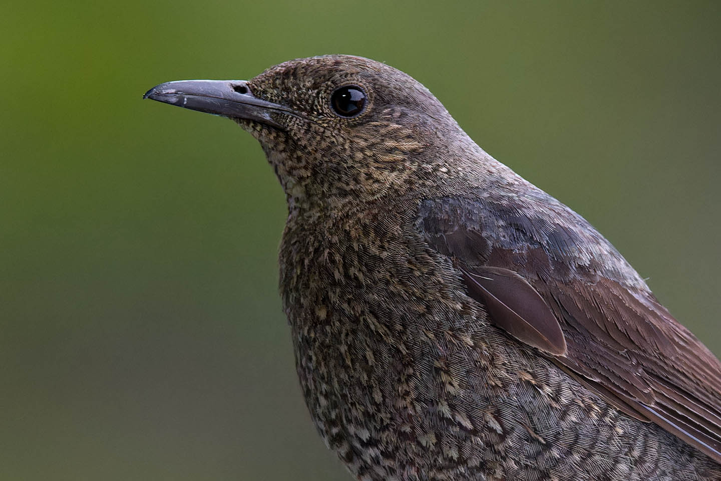 Canon EOS 6D + TAMRON SP 150-600mm F/5-6.3 Di VC USD (A011) and DxO PureRAW 3