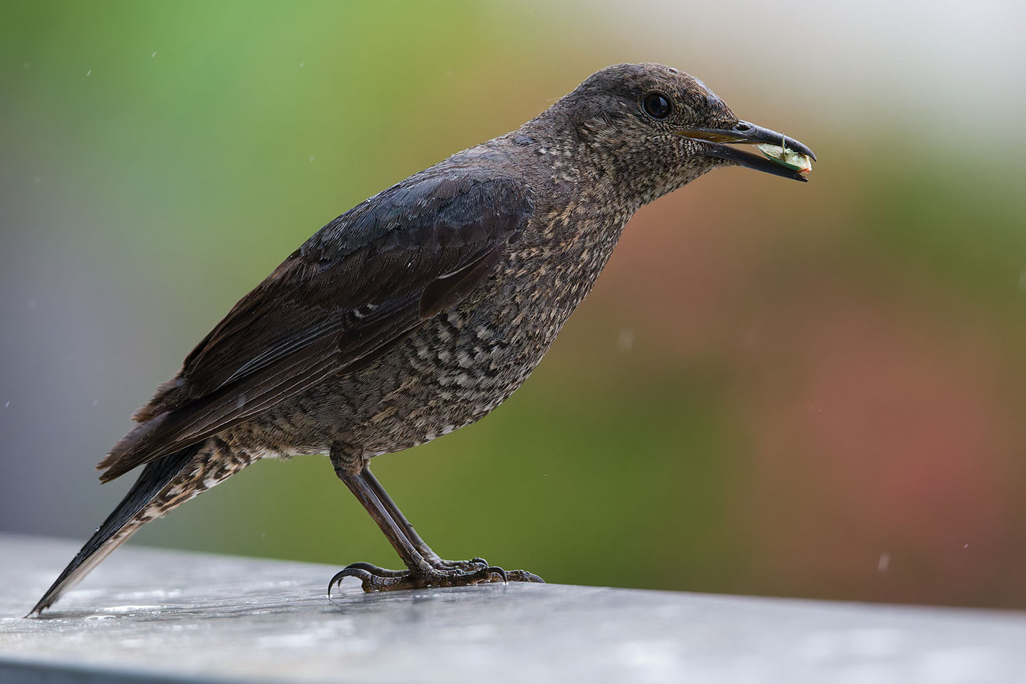 Canon EOS 6D + TAMRON SP 150-600mm F/5-6.3 Di VC USD (A011) and DxO PureRAW 3