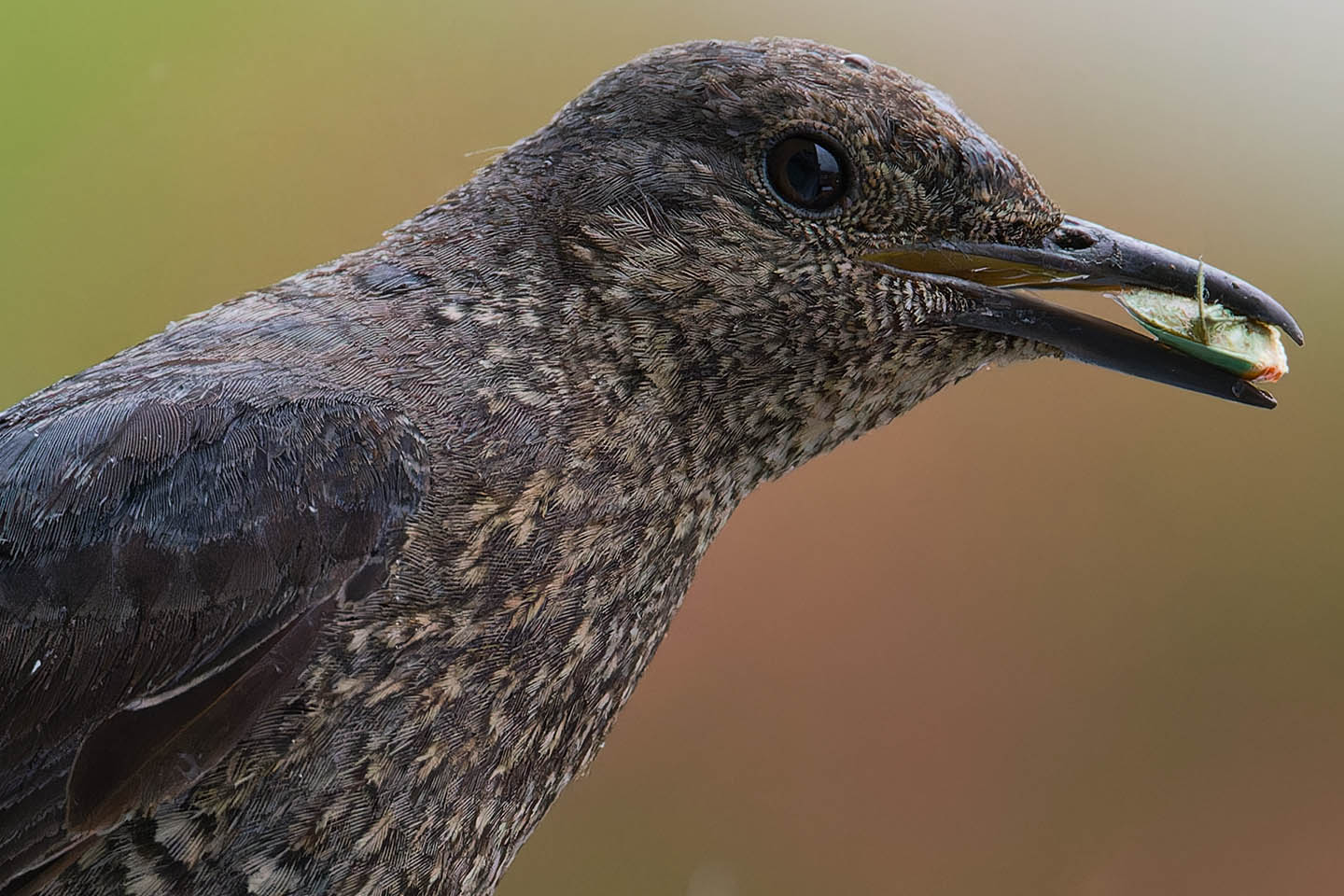 Canon EOS 6D + TAMRON SP 150-600mm F/5-6.3 Di VC USD (A011) and DxO PureRAW 3
