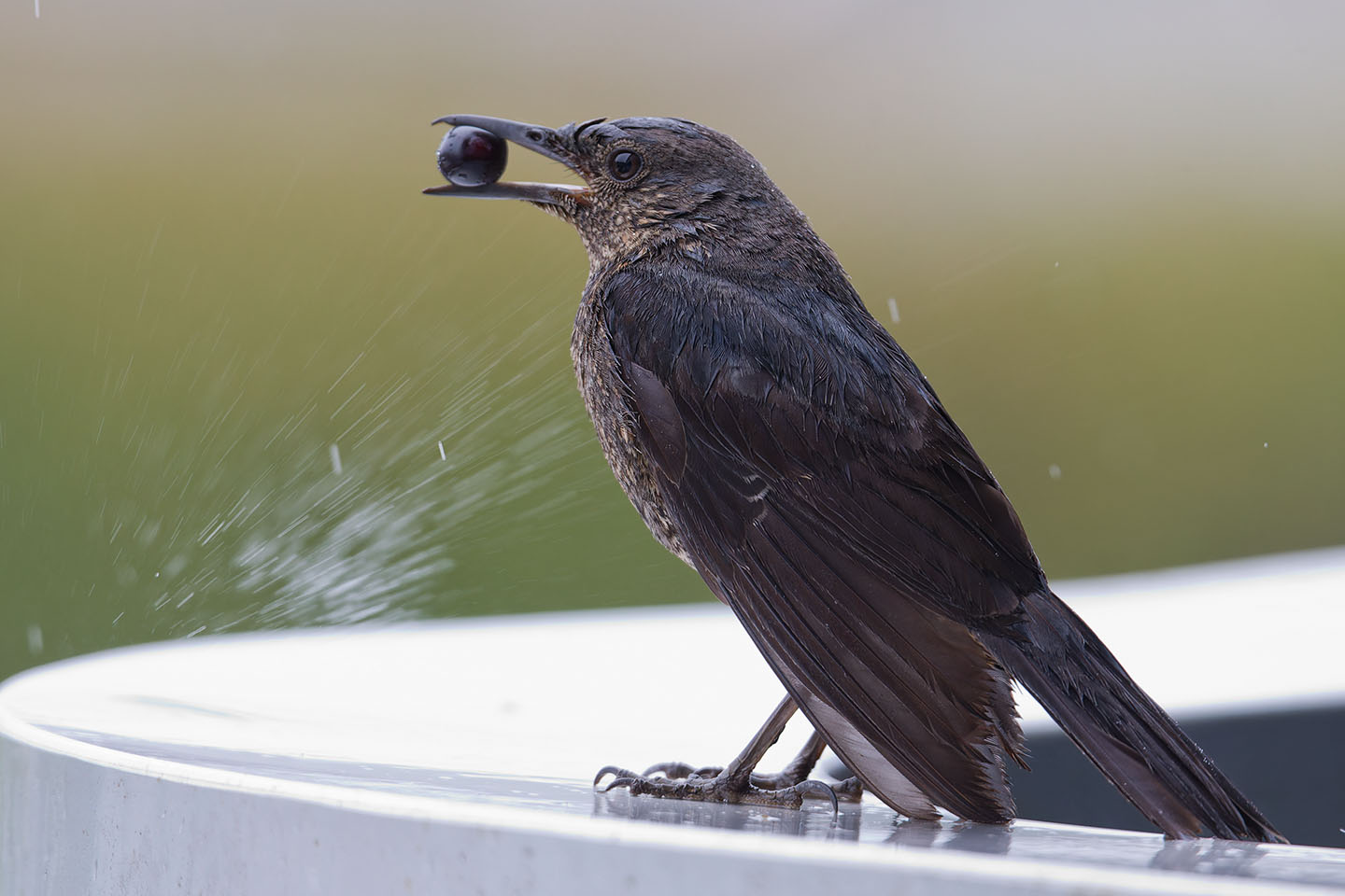 Canon EOS 6D + TAMRON SP 150-600mm F/5-6.3 Di VC USD (A011) and DxO PureRAW 3