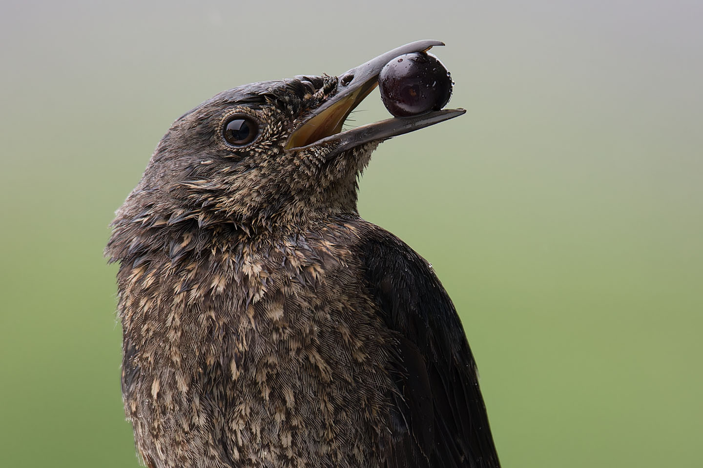 Canon EOS 6D + TAMRON SP 150-600mm F/5-6.3 Di VC USD (A011) and DxO PureRAW 3