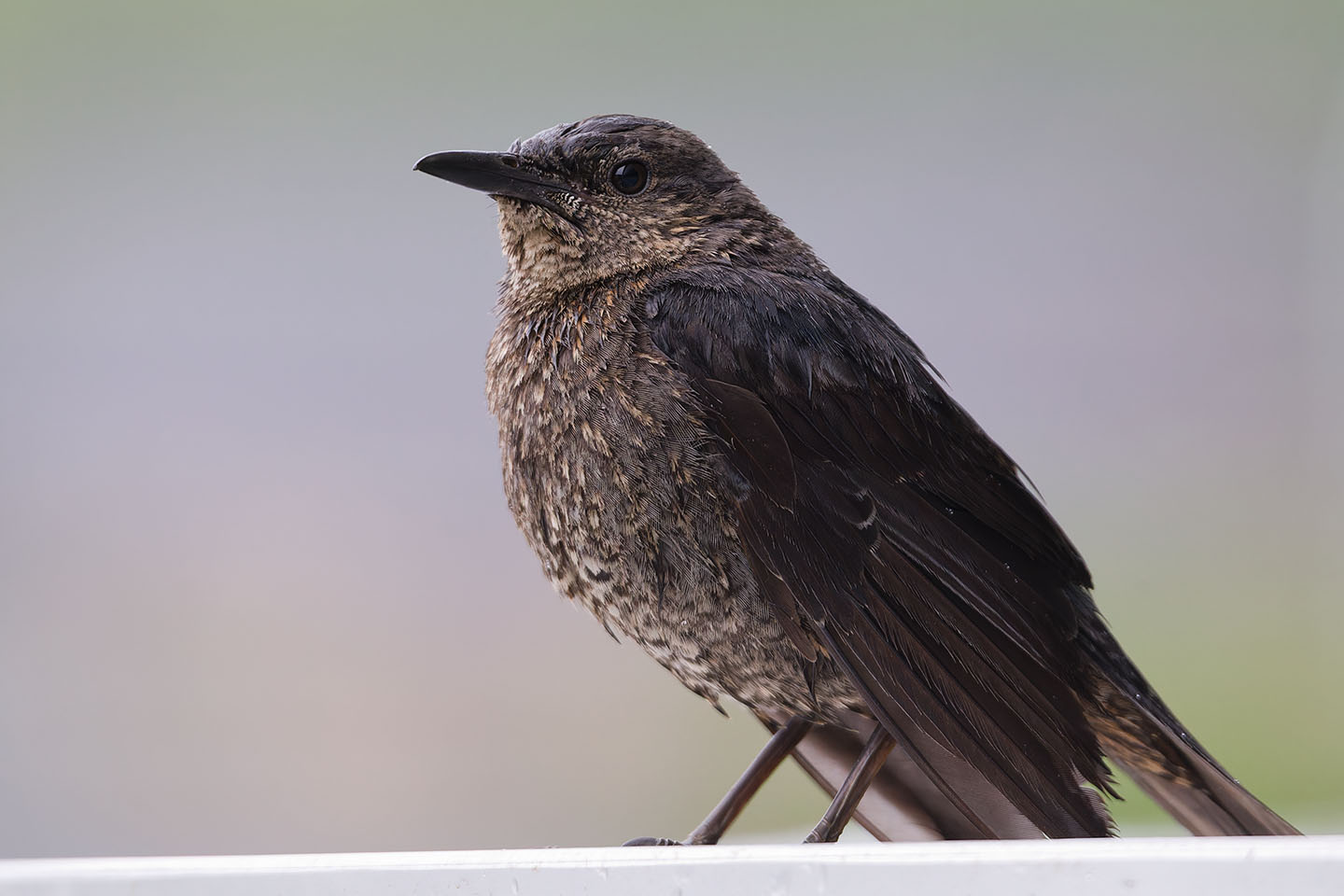 Canon EOS 6D + TAMRON SP 150-600mm F/5-6.3 Di VC USD (A011) and DxO PureRAW 3