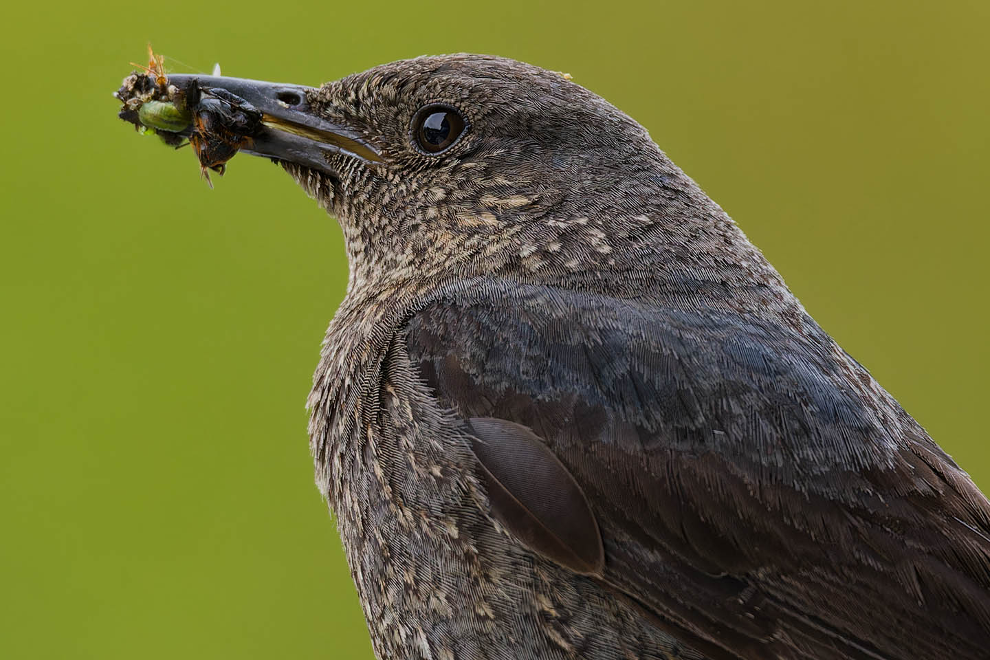 Canon EOS 6D + TAMRON SP 150-600mm F/5-6.3 Di VC USD (A011) and DxO PureRAW 3