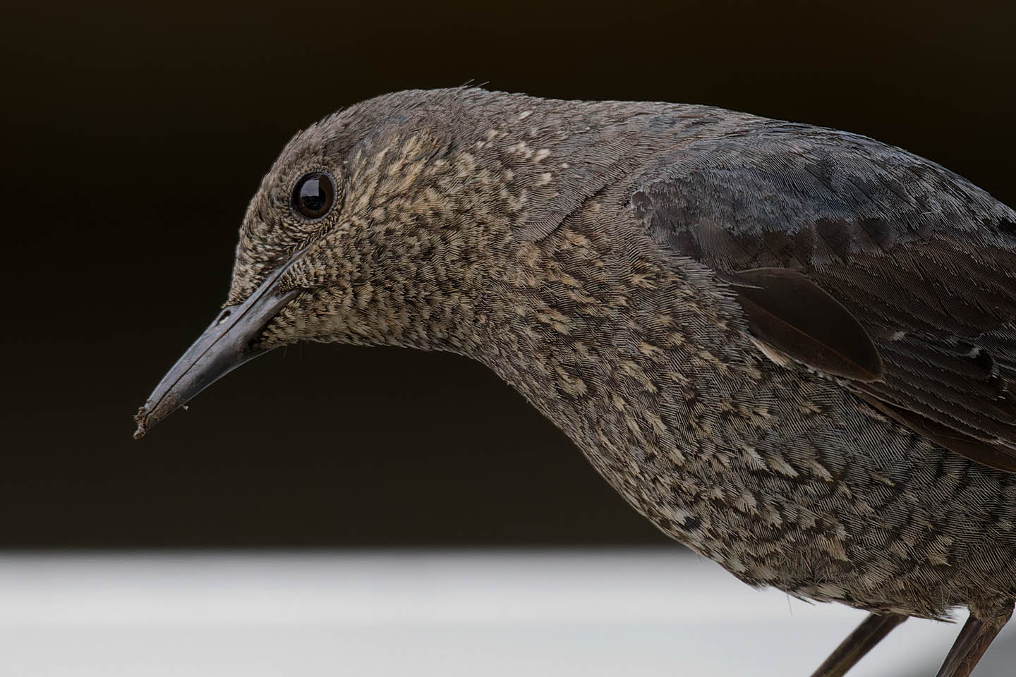 Canon EOS 6D + TAMRON SP 150-600mm F/5-6.3 Di VC USD (A011) and DxO PureRAW 3