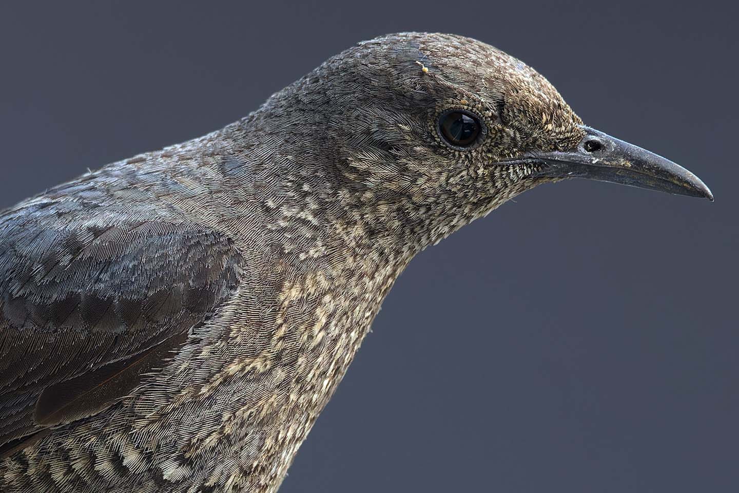 Canon EOS 6D + TAMRON SP 150-600mm F/5-6.3 Di VC USD (A011) and DxO PureRAW 3