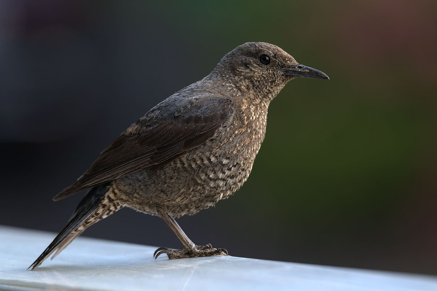 Canon EOS 6D + TAMRON SP 150-600mm F/5-6.3 Di VC USD (A011) and DxO PureRAW 3