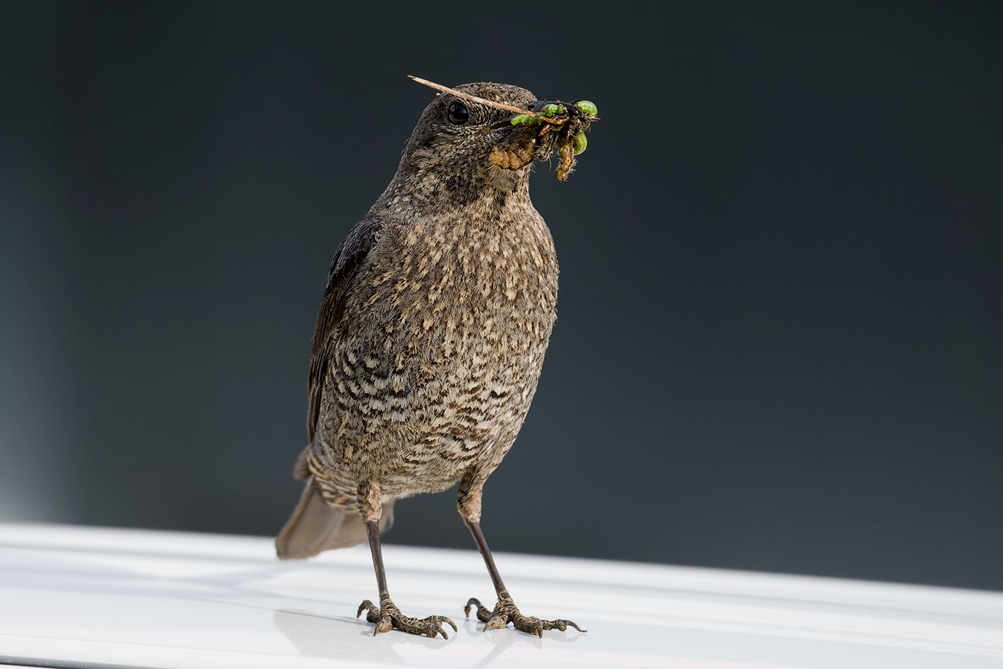 Canon EOS 6D + TAMRON SP 150-600mm F/5-6.3 Di VC USD (A011) and DxO PureRAW 3