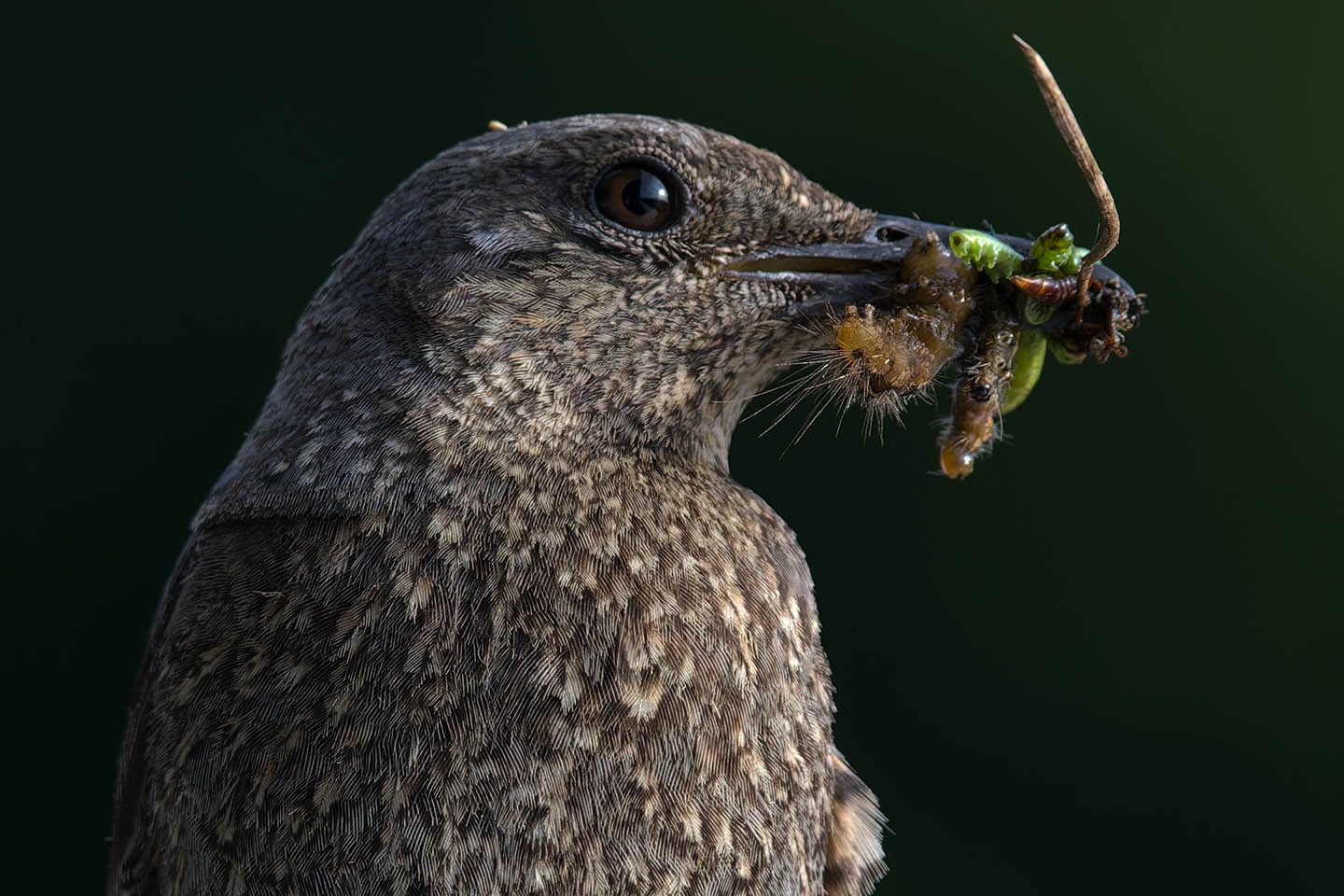 Canon EOS 6D + TAMRON SP 150-600mm F/5-6.3 Di VC USD (A011) and DxO PureRAW 3