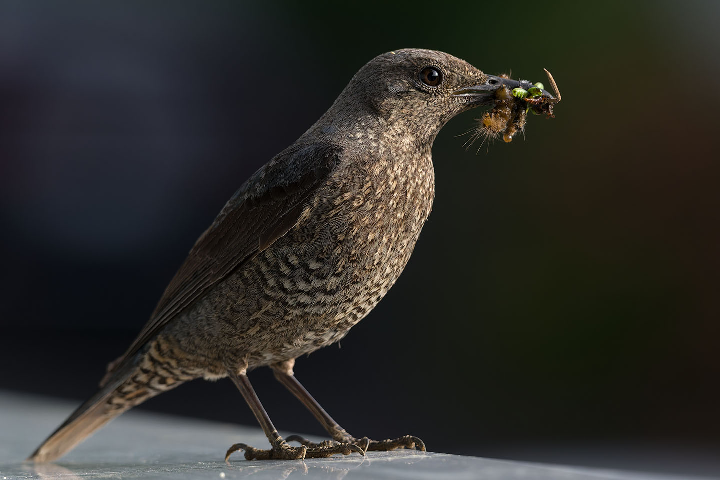 Canon EOS 6D + TAMRON SP 150-600mm F/5-6.3 Di VC USD (A011) and DxO PureRAW 3