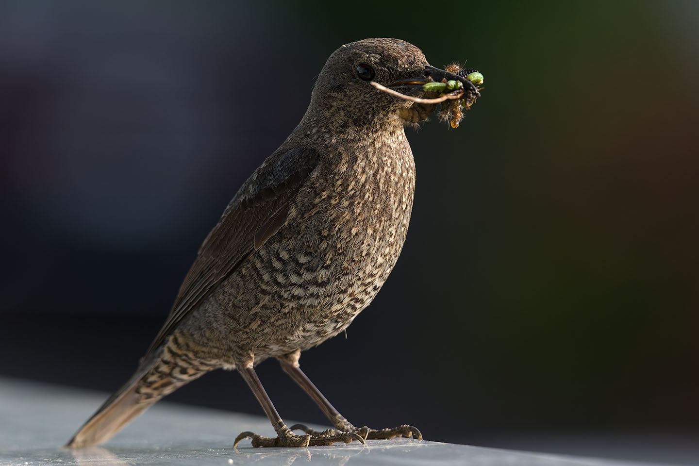 Canon EOS 6D + TAMRON SP 150-600mm F/5-6.3 Di VC USD (A011) and DxO PureRAW 3