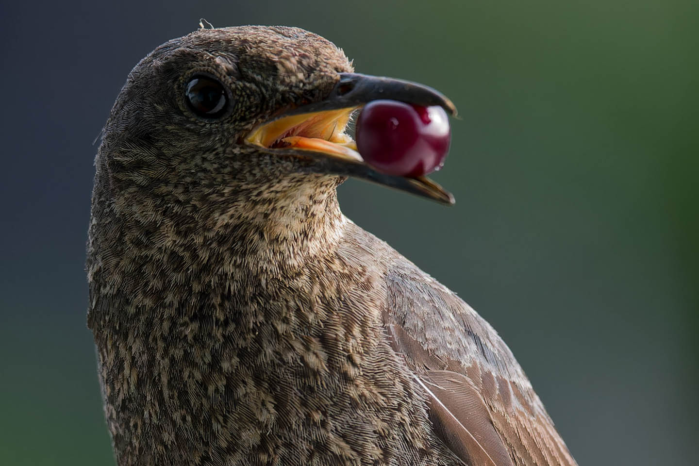 Canon EOS 6D + TAMRON SP 150-600mm F/5-6.3 Di VC USD (A011) and DxO PureRAW 3