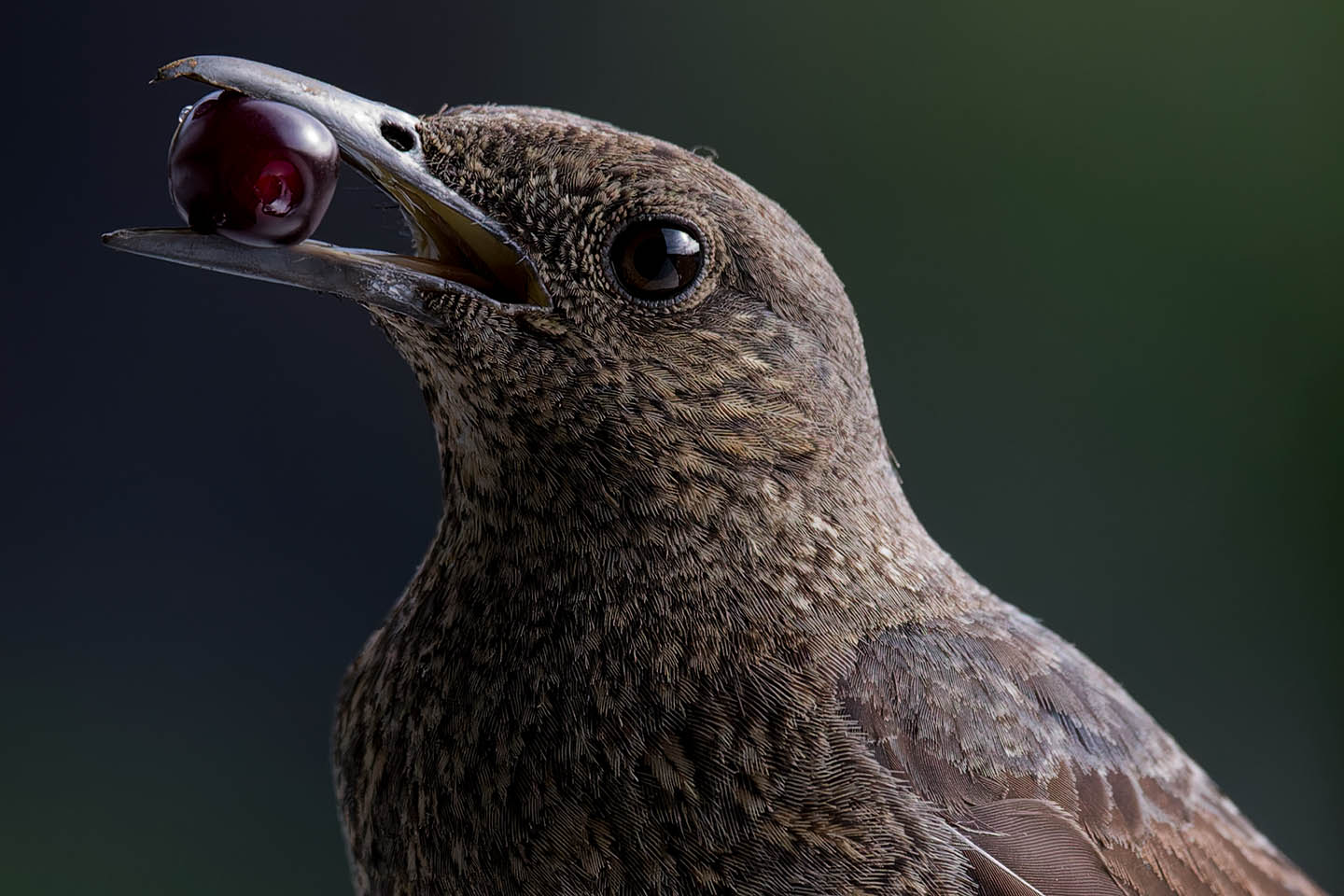 Canon EOS 6D + TAMRON SP 150-600mm F/5-6.3 Di VC USD (A011) and DxO PureRAW 3
