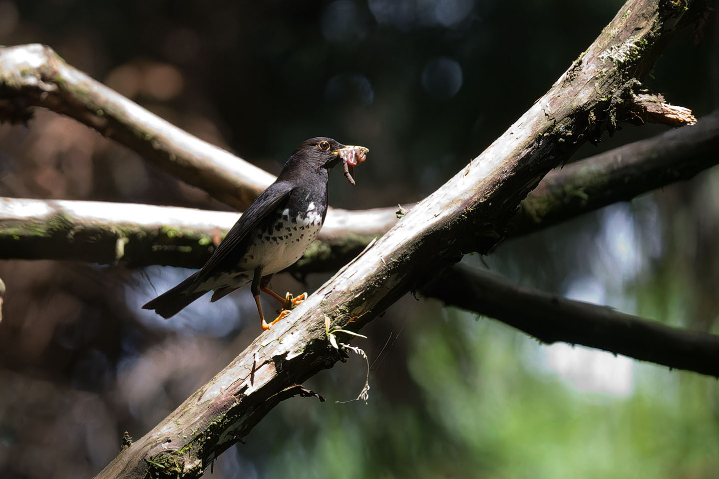 Canon EOS 6D + TAMRON SP 150-600mm F/5-6.3 Di VC USD (A011) and DxO PureRAW 3