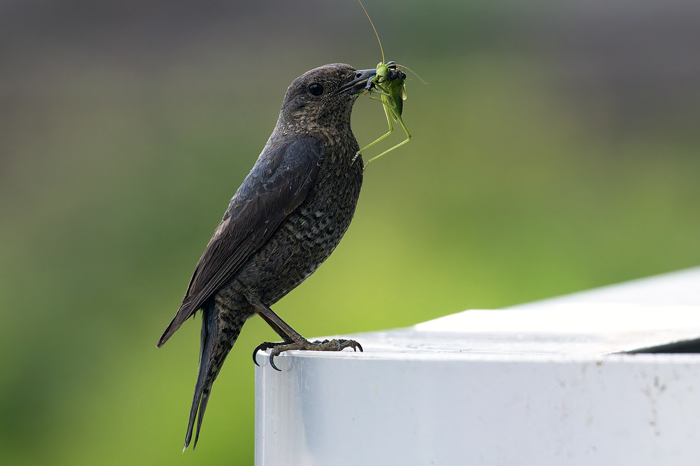 Canon EOS 6D + TAMRON SP 150-600mm F/5-6.3 Di VC USD (A011) and DxO PureRAW 3
