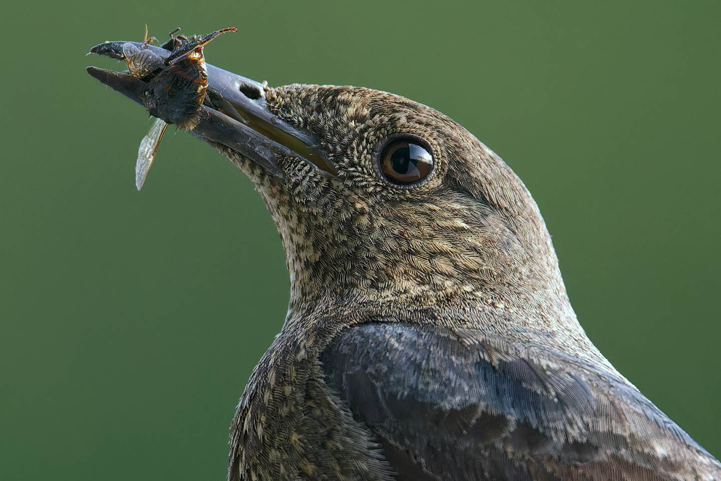 Canon EOS 6D + TAMRON SP 150-600mm F/5-6.3 Di VC USD (A011) and DxO PureRAW 3